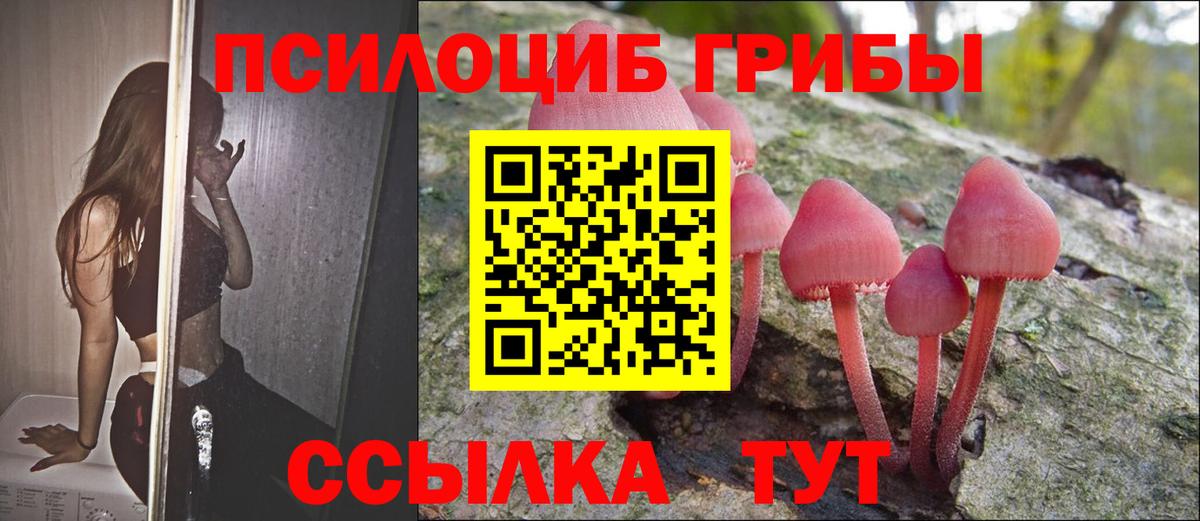 Светлоград  Галлюциногенные грибы Psilocybine cubensis  Вход с VPN 
